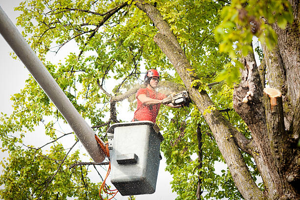 Best Emergency Storm Tree Removal  in Chester, VA